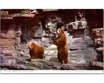 Vintage 1950 St. Louis Zoo Postcard Featuring Kodiak Bears