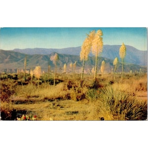 Cartolina botanica cromata vintage, pianta di Yucca in fiore
