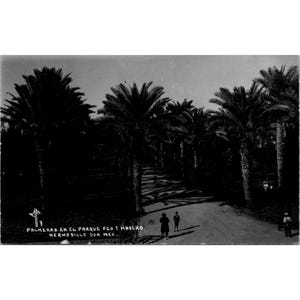 Postal mexicana vintage palmeras en blanco y negro Parque Fco. I. Madero Hermosillo Son Mex