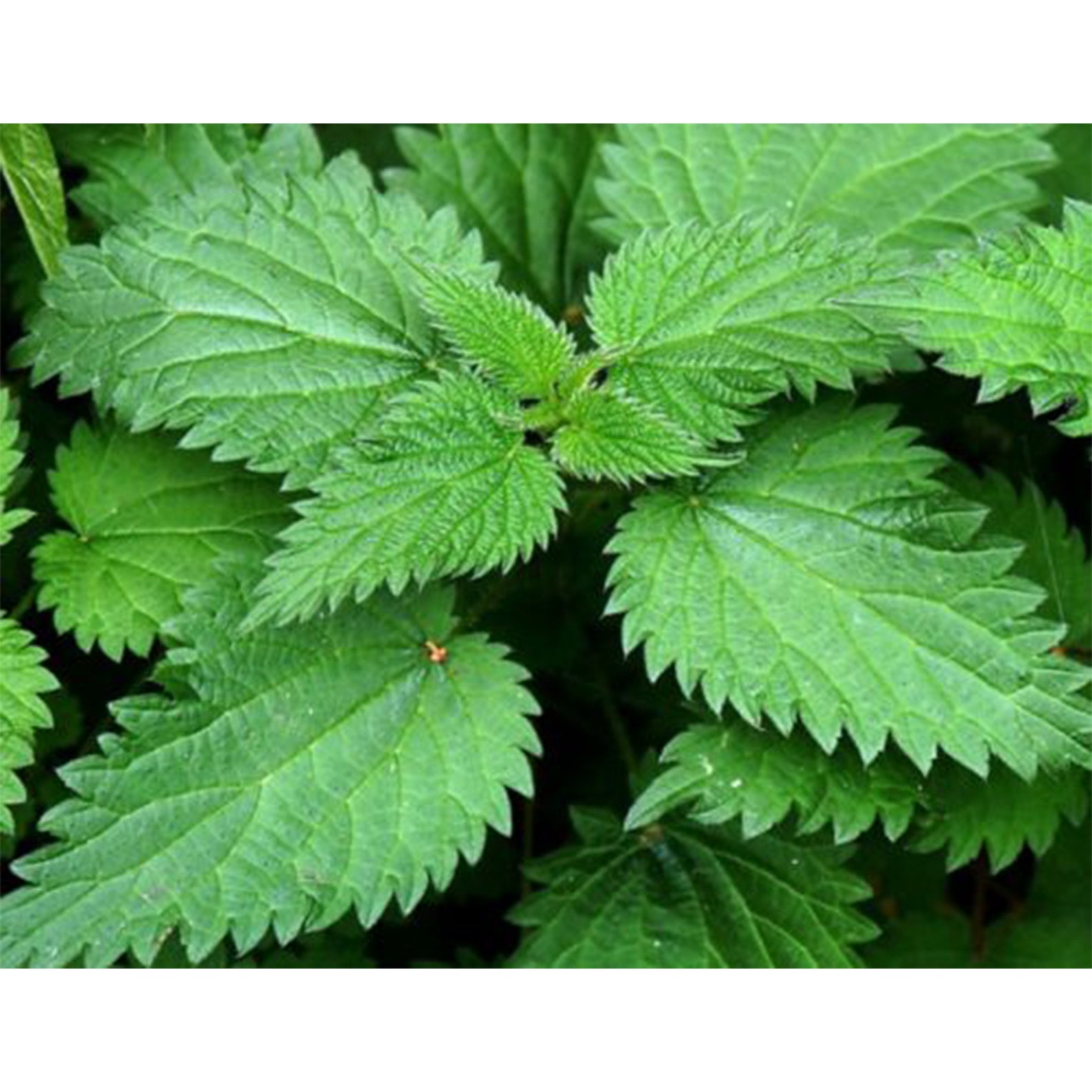 Nettle Root Nettle Extract Nettle Tincture Urtica Dioica - Etsy