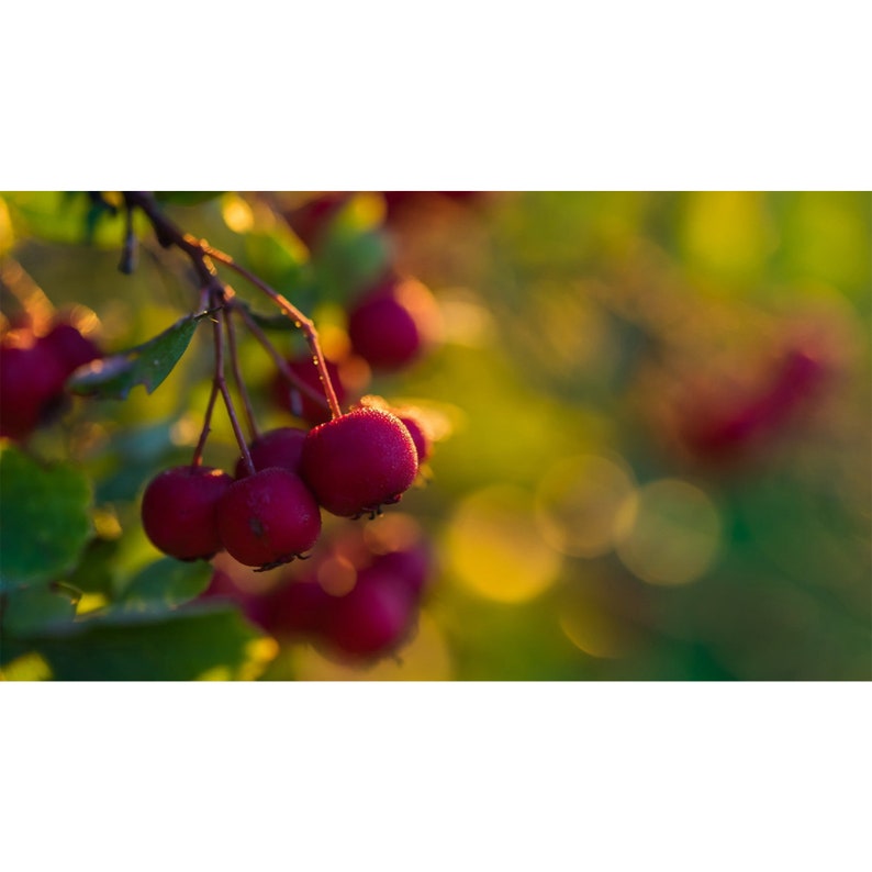 Hawthorn Extract Crataegus Laevigata Hawthorn Berry Herbal Etsy