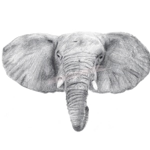 Elefant Graphit Bleistift Zeichnung Poster (digitaler Download)