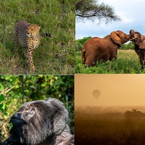 African Wildlife Greeting Cards (single)