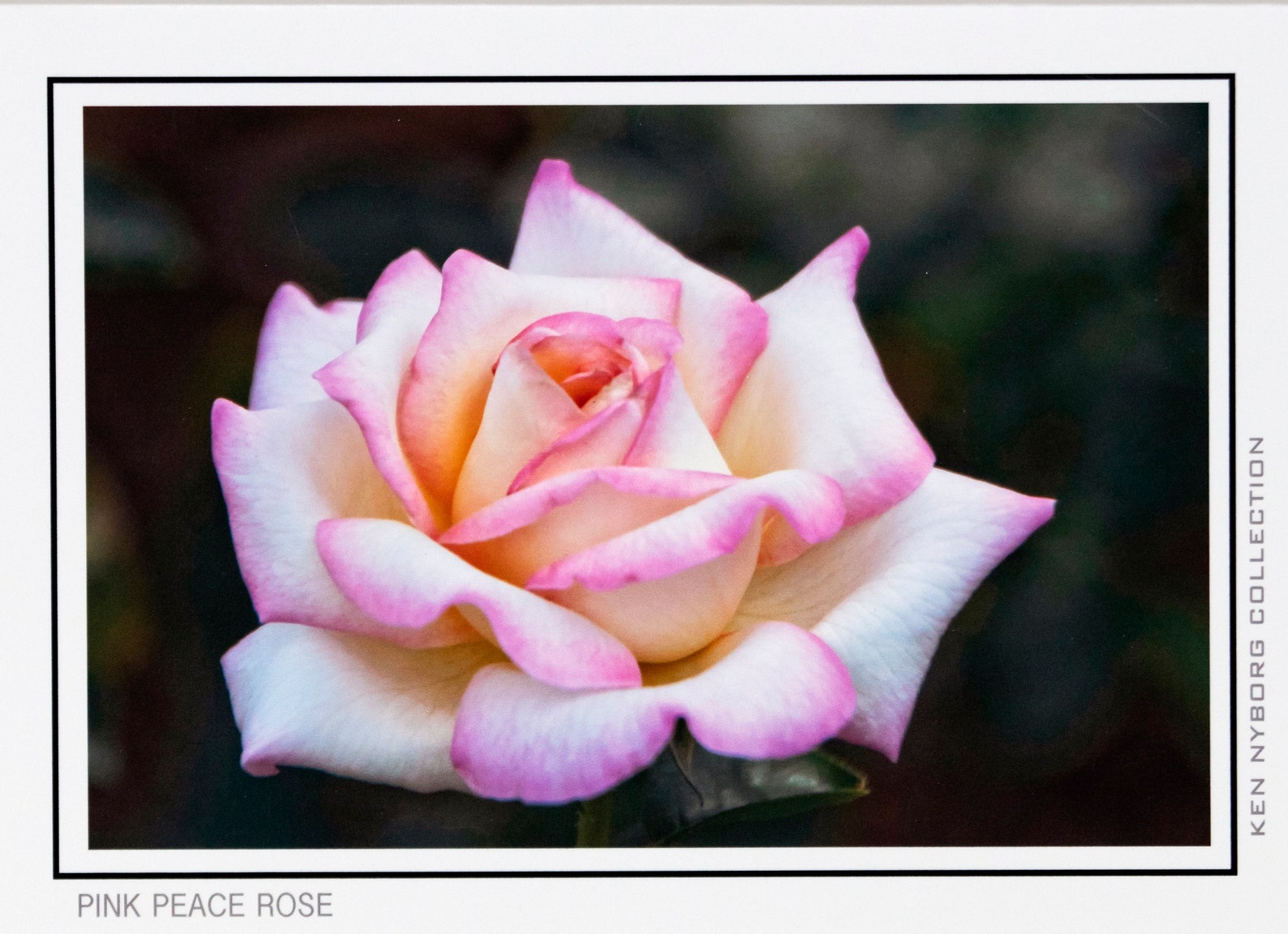 Rose Greeting Cards, Box Set of 8 , Art Photography, All Occasion