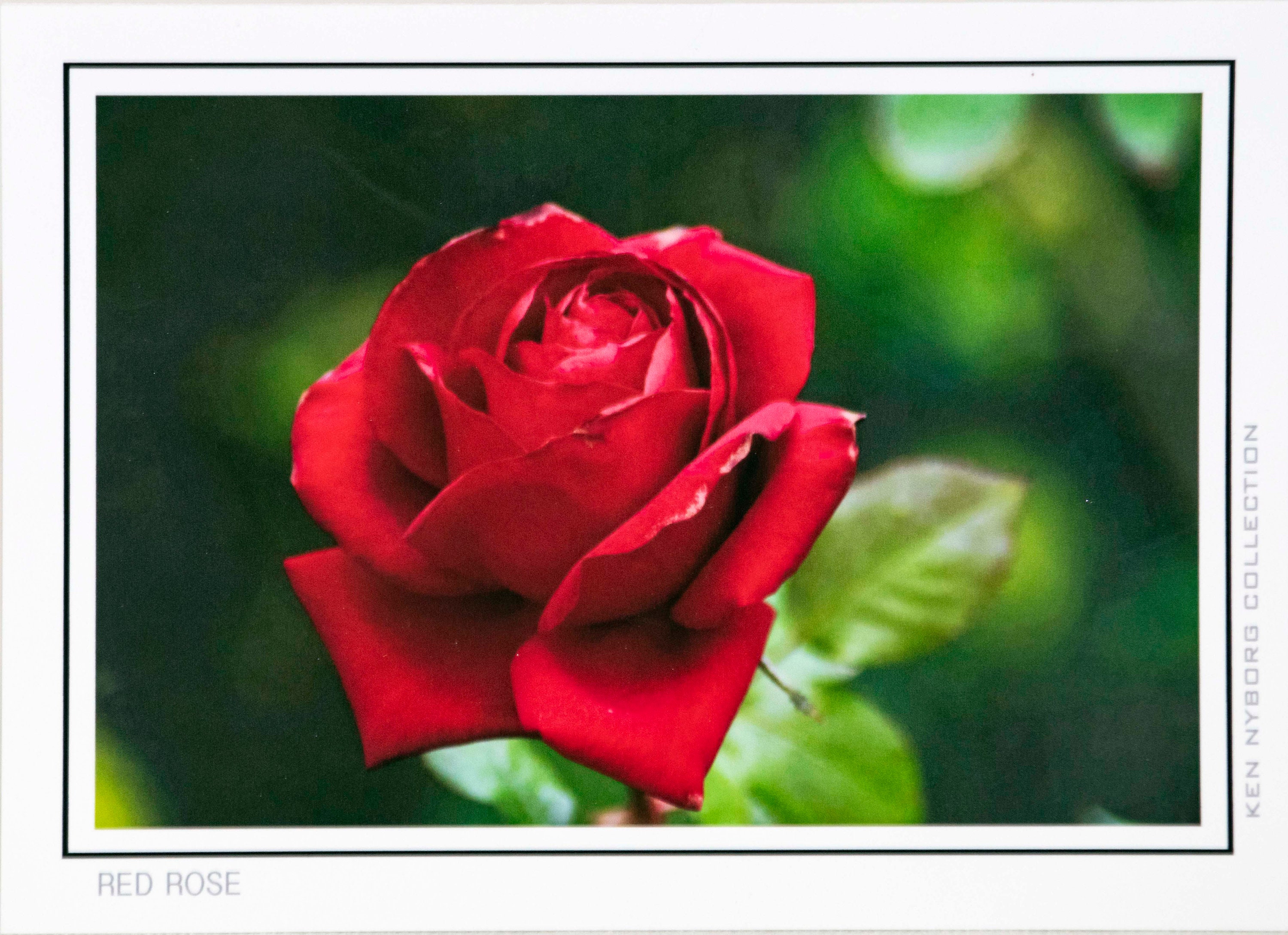 Rose Greeting Cards, Box Set of 8 , Art Photography, All Occasion
