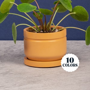 May include: A green leafy plant in a terracotta pot with a saucer. The pot has a ribbed design and the saucer is plain. The plant is a Chinese money plant. The image also includes a white circle with the text "10 COLORS" in black.