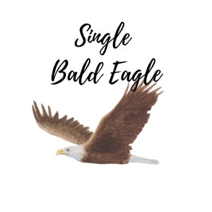 Aquarell Clipart Adler, PNG