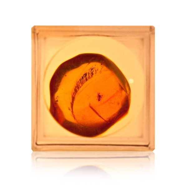 Amber Incluse Inclusions with Insect Fossil Dominican Amber from the Island of Hispaniola incl. Magnifying Box