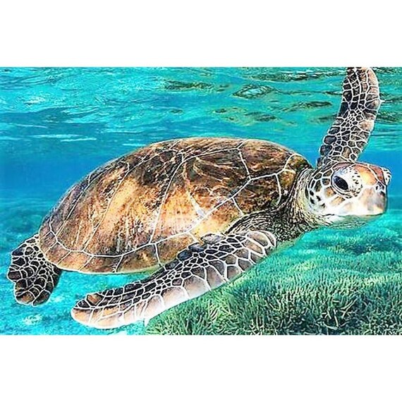 ANIMAL TURTLE FULL ROUND RESIN DIAMOND PAINTING DIY WALL ART HOME DECOR STRICT