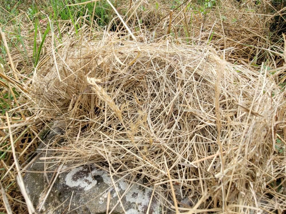 Foin de Prairie Sans Pesticide Pour Farce Poppet Lammas Décor Artisanat Fournitures 50G