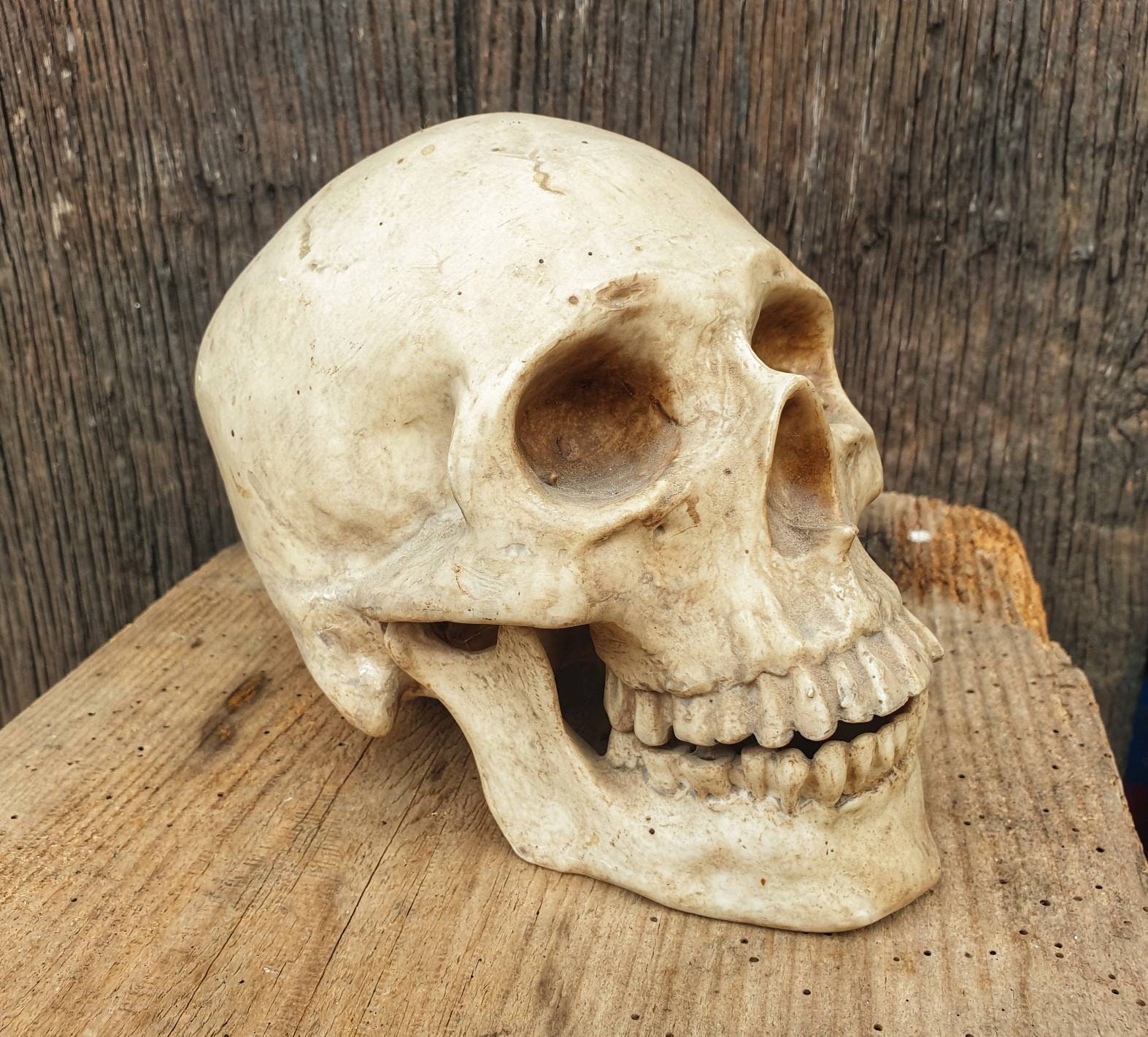 Crâne Décoratif Autel Décor Dark Moon Rituels Hecate Aritifcal Humain Crâne Ancêtre Jour Des Outils 