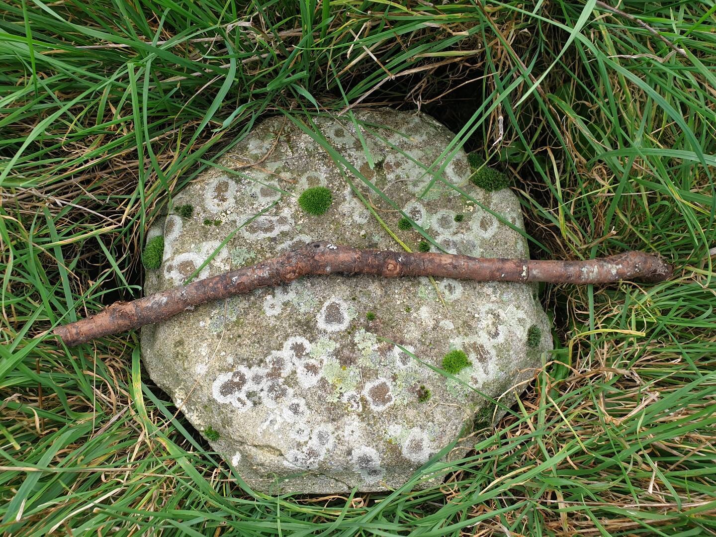 Longueur de Bois Prune Pour La Baguette Faisant Des Approvisionnements Sorcellerie Font Votre Propre