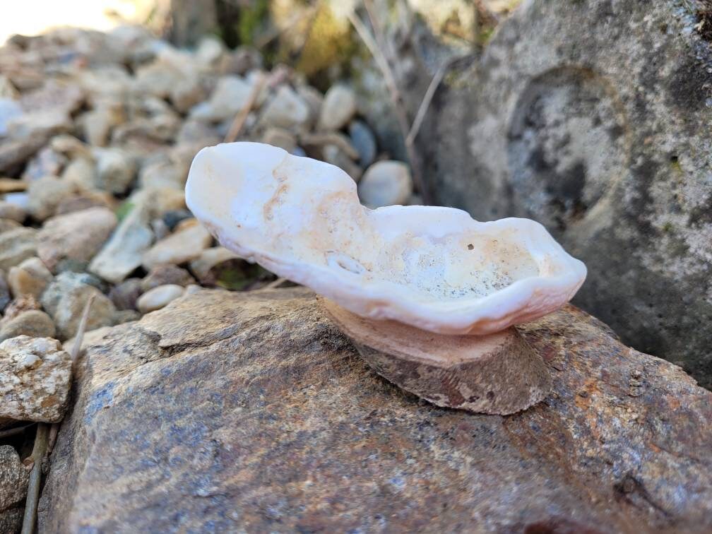 Coquille de Mer Offrant Le Décor Élémentaire d'autel Plaque Sea Witch Rituels Goddess Naturel Brûleu