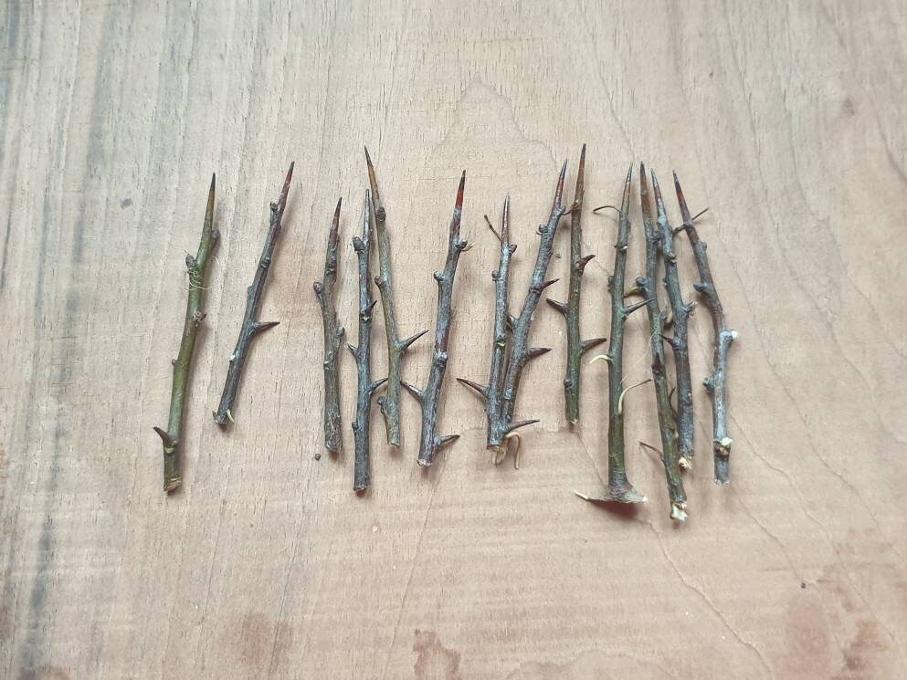 13 Épines Blackthorn Sorcière Pins Rituels de Protection Magique Sympathiques Samhain Dark Goddess R