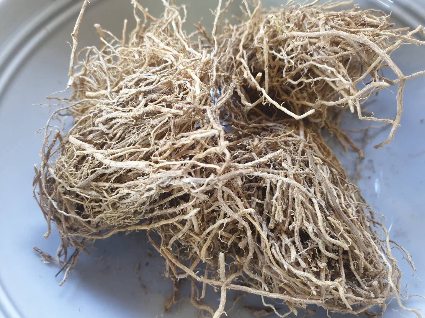 Racine Vetiverte Pour Le Travail Magique Se Rapportant Aux Sorts de Chance, d'argent, Antivol et à L