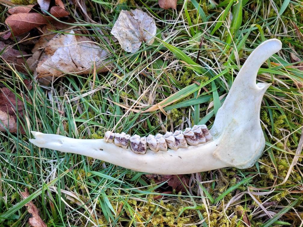 Os de Mâchoire Cerf Véritable Os Animal Païen Dieu Autel Décor Rituel Outils