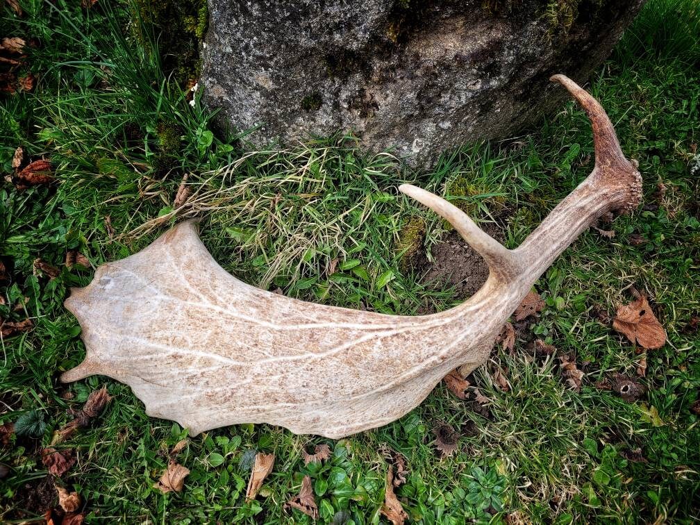 Bois de Cerf Rouge Bois Véritable Pour Les Projets d'artisanat Décoratif Décor d'autel Du Dieu Cornu