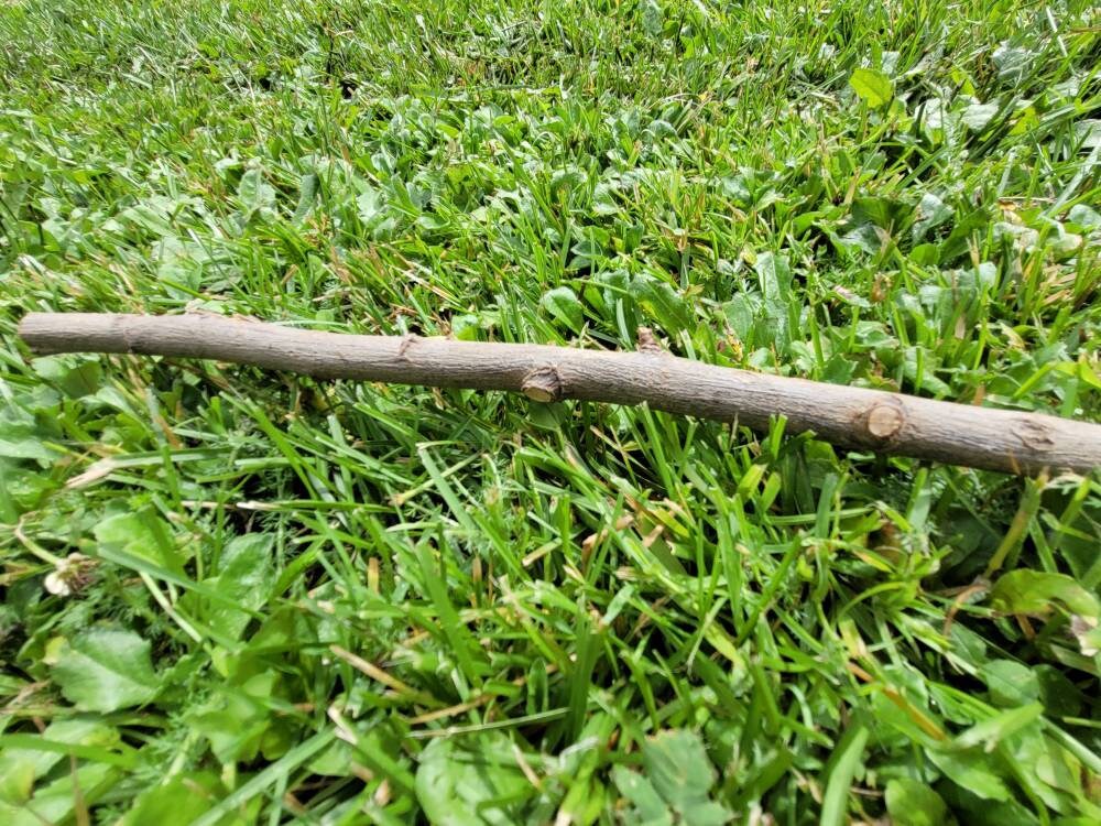 Longueur Du Saule Pour Baguette Faire Des Fournitures de Sorcellerie Votre Propre Sorcières Handfast