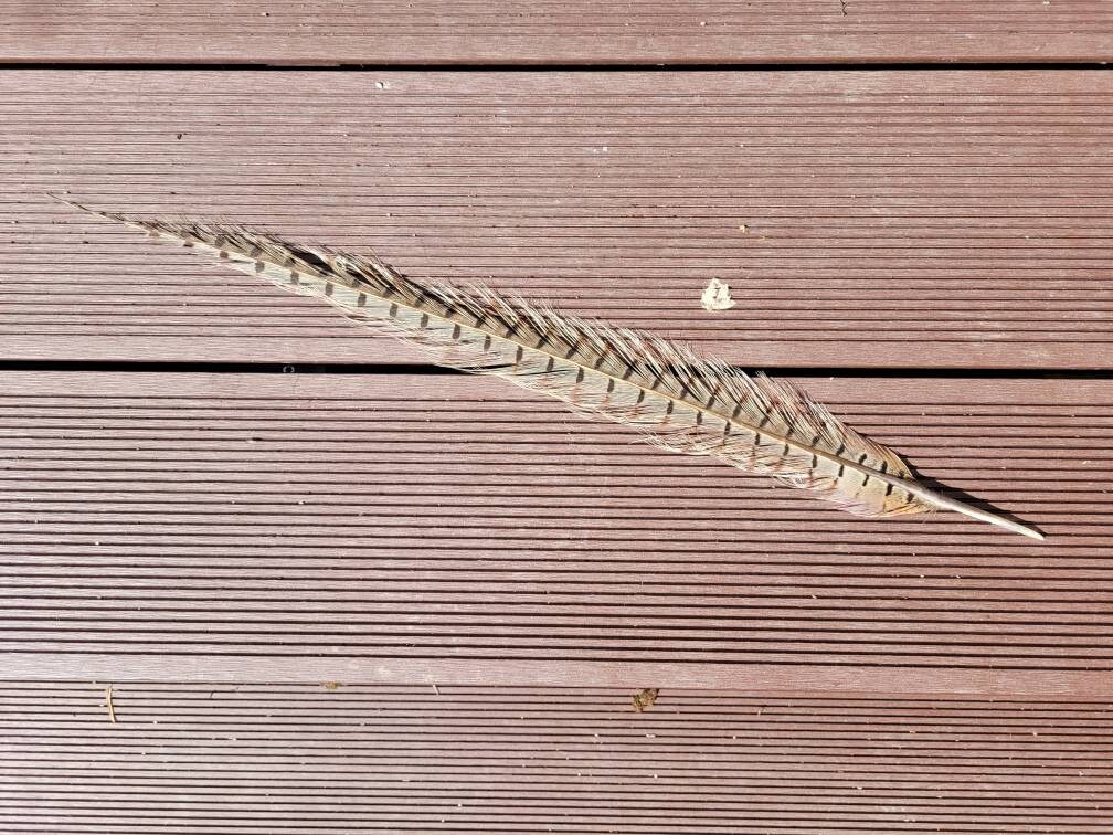 Plumes de Faisan Plumes d'origine Éthique Pour L'artisanat Sorcellerie Fournitures Purification Des 