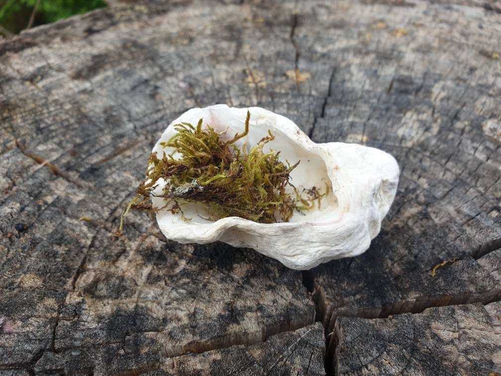 Scoop Naturel d'encens de Coquille Mer, Boules Lâches Sorcière Mer Rituels, Décor Païen Wiccan Autel