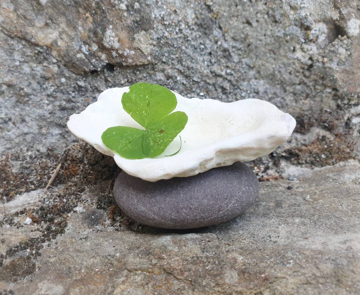 Coquille de Mer Offrant Le Décor Élémentaire d'autel Plaque Sea Witch Rituels Goddess Naturel Brûleu