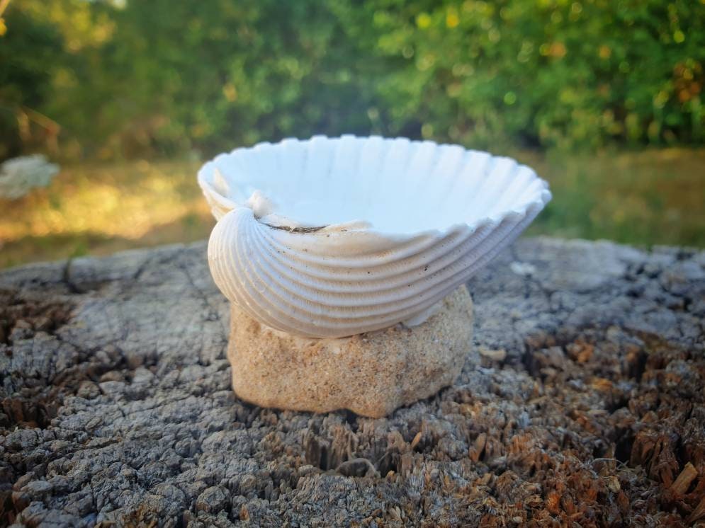 Coquille de Mer Offrant Assiette Décor d'autel Élémentaire Sea Witch Rituels Déesse La d'encens Coqu