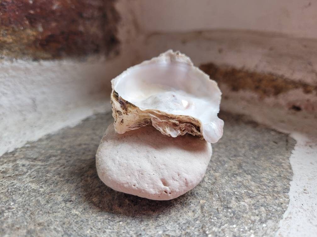 Coquille de Mer Offrant Le Décor Élémentaire d'autel Plaque Sea Witch Rituels Goddess Naturel Brûleu