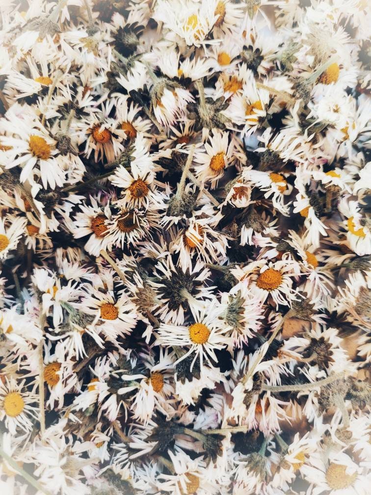 10G de Fleurs Marguerite Séchées Pour La Fabrication d'encens, L'envoûtement et Les Sacs Mojo Sorts 