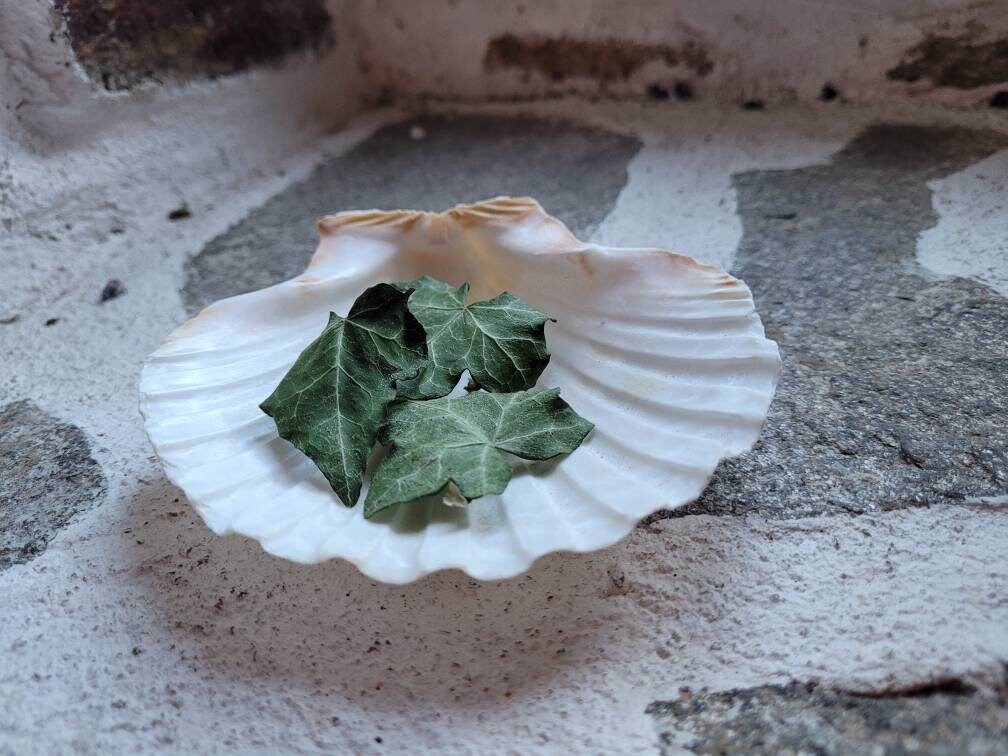 Autel Païen Offrant Le Plat de Coquille Pétoncle Décor d'autel Wiccan Plaque Sea Goddess Offre Sel e