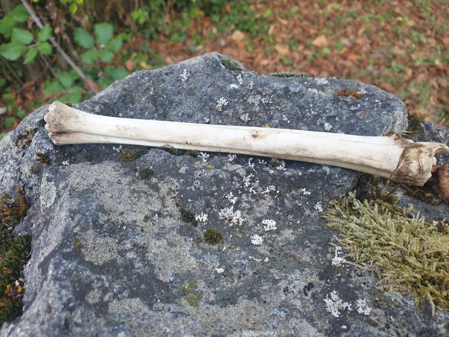 Os de Jambe Cerf Pour La Fabrication Baguettes Rituelles Fournitures Taxidermie Osseuse Naturelle Cu