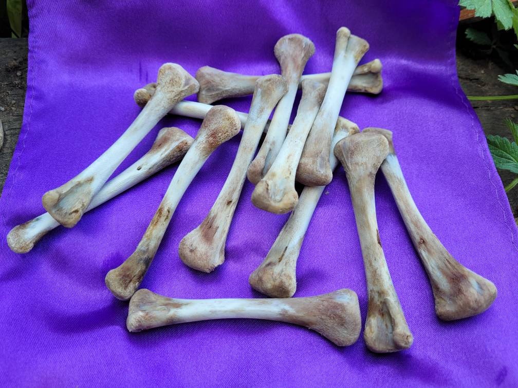 Véritable Os Moulage d'os Gros de Ensemble Hoodoo Outils Divination Lancer Oracle Voyance