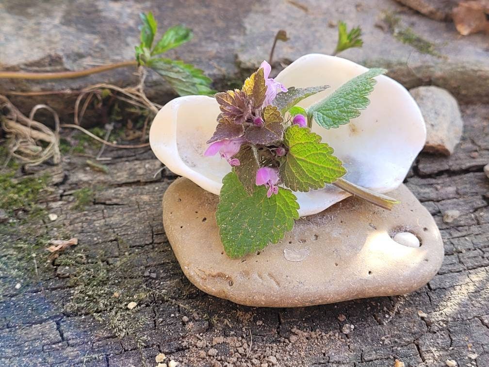 Coquille de Mer Offrant Assiette Décor d'autel Élémentaire Sea Witch Rituels Déesse La d'encens Coqu