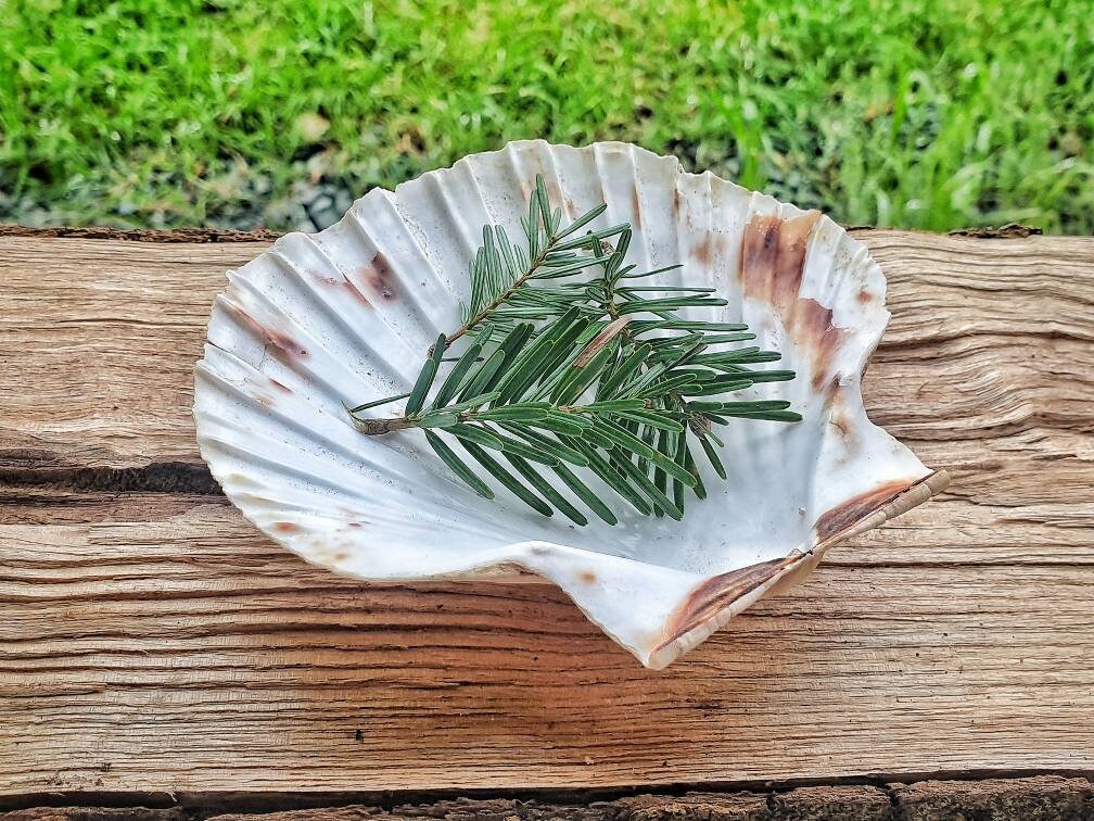 Autel Païen Offrant Le Plat de Coquille Pétoncle Décor d'autel Wiccan d'assiette Déesse La Mer Sel e