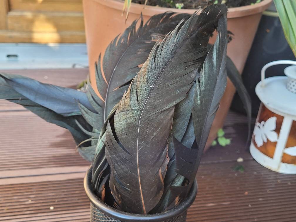 Sélection de Plumes Poulet Noir en Liberté Éthiques Projets Sorcellerie Attrape-Rêves Encens Wafter 