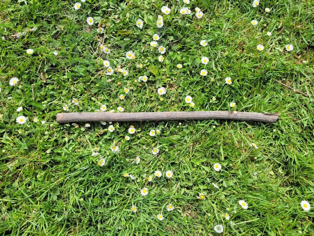 Longueur Du Bois Rowan Pour La Baguette Faisant Des Approvisionnements de Sorcellerie Cendre Montagn