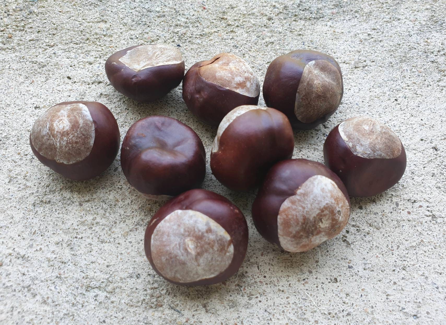 Le Charme de Châtaignier Cheval Buckeye Le Folklore Sac Mojo Spellcraft Hedgewitch