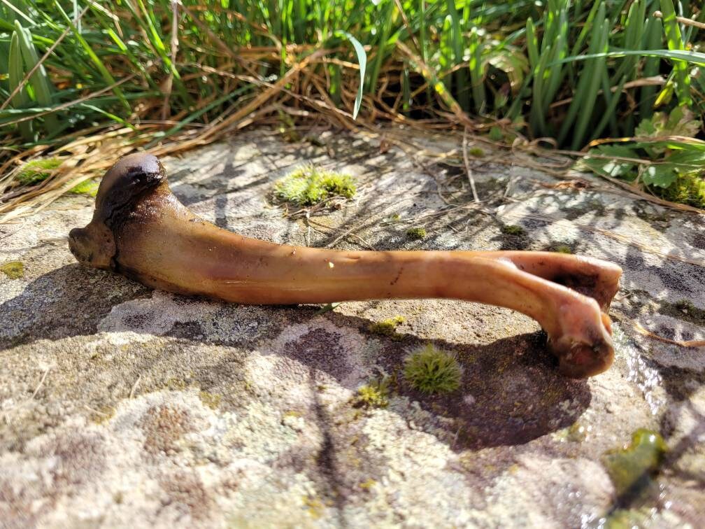 Os de Jambe Cerf Pour La Fabrication Baguettes Rituelles Fournitures Taxidermie Osseuse Naturelle Cu