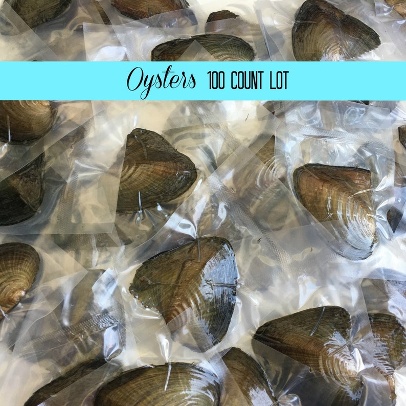 100 Count Lot Freshwater Oyster Individually Wrapped With Etsy