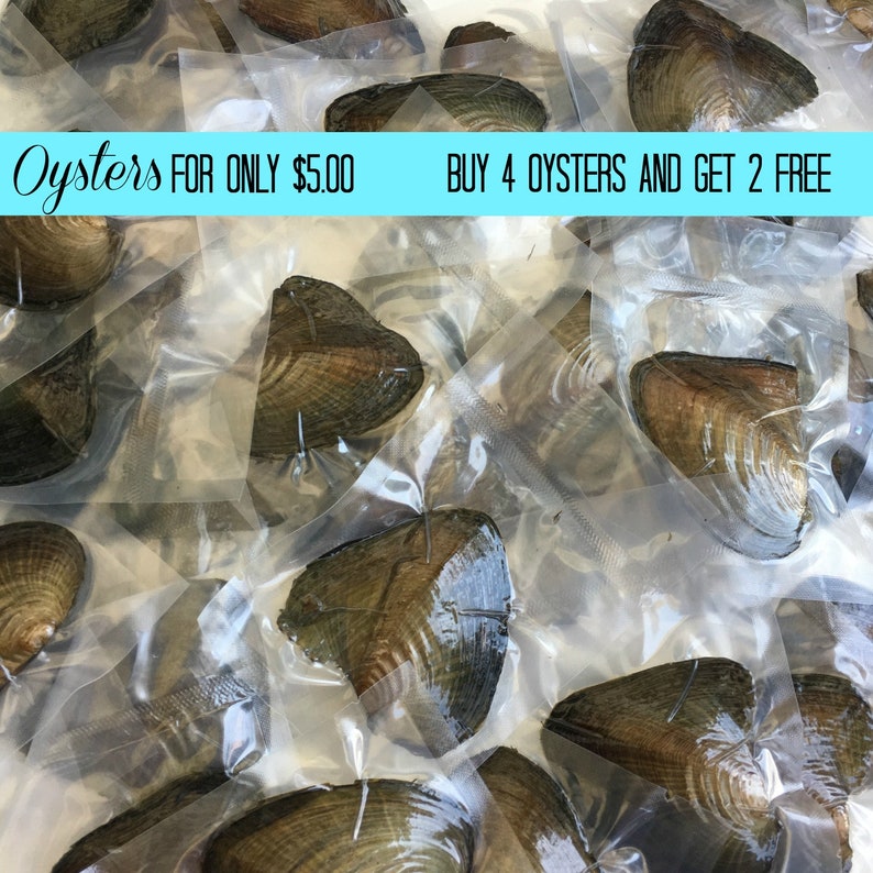 Freshwater Oyster Individually Wrapped With 6-9mm Round Pearl inside AAAA BEST Quality 30 colors Buy 4 Oysters get 2 Oysters Free image 1