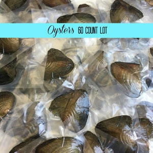 60 Count Lot Freshwater Oyster Individually Wrapped With 6-9mm Round Pearl inside! AAAA+ BEST Quality 30 colors! USA Seller
