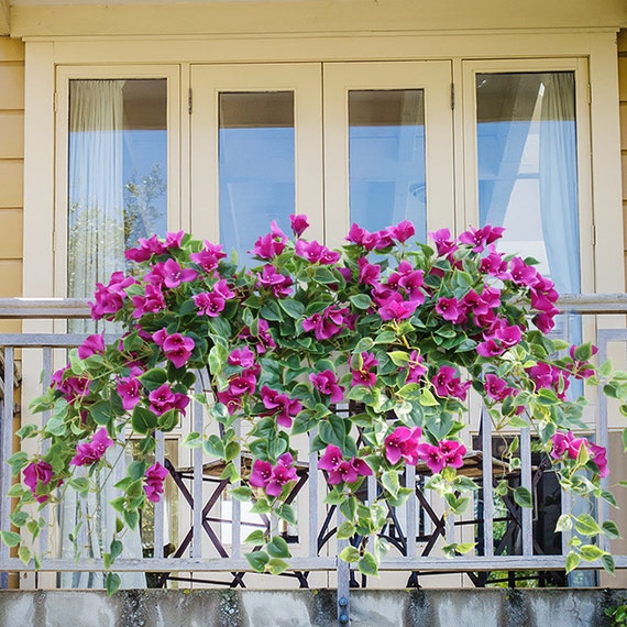 Artificial Flower Rose Rattan Balcony Decorated With Roses Canada Artificial Flower Rose Rattan Balcony, Outdoor Artificial Flowers Canada