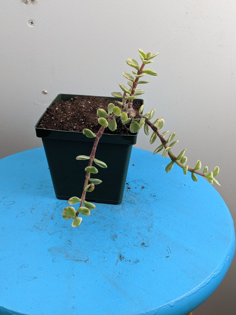 Elephant Bush