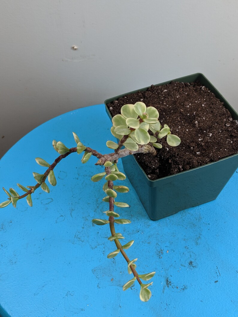 Elephant Bush