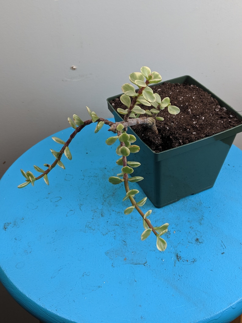 Elephant Bush