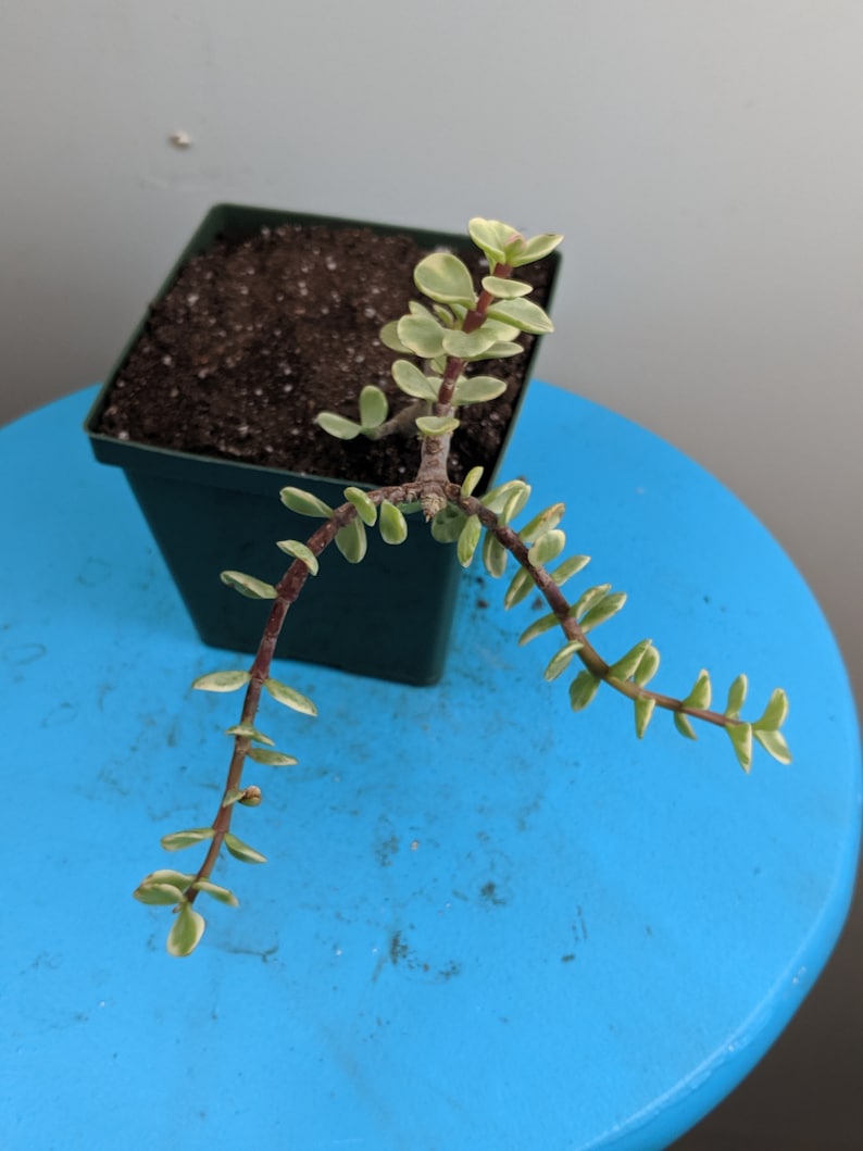 Elephant Bush