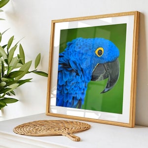Hyacinth Macaw art print, tropical blue parrot, exotic wall decor, premium fine art print, jungle and wildlife-inspired home decor