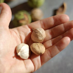 May include: Three small, round, light brown nuts with smooth, woody shells resting in an open palm. The nuts feature a distinct seam running vertically around their circumference and a small, pointed tip at one end, showcasing a natural texture.