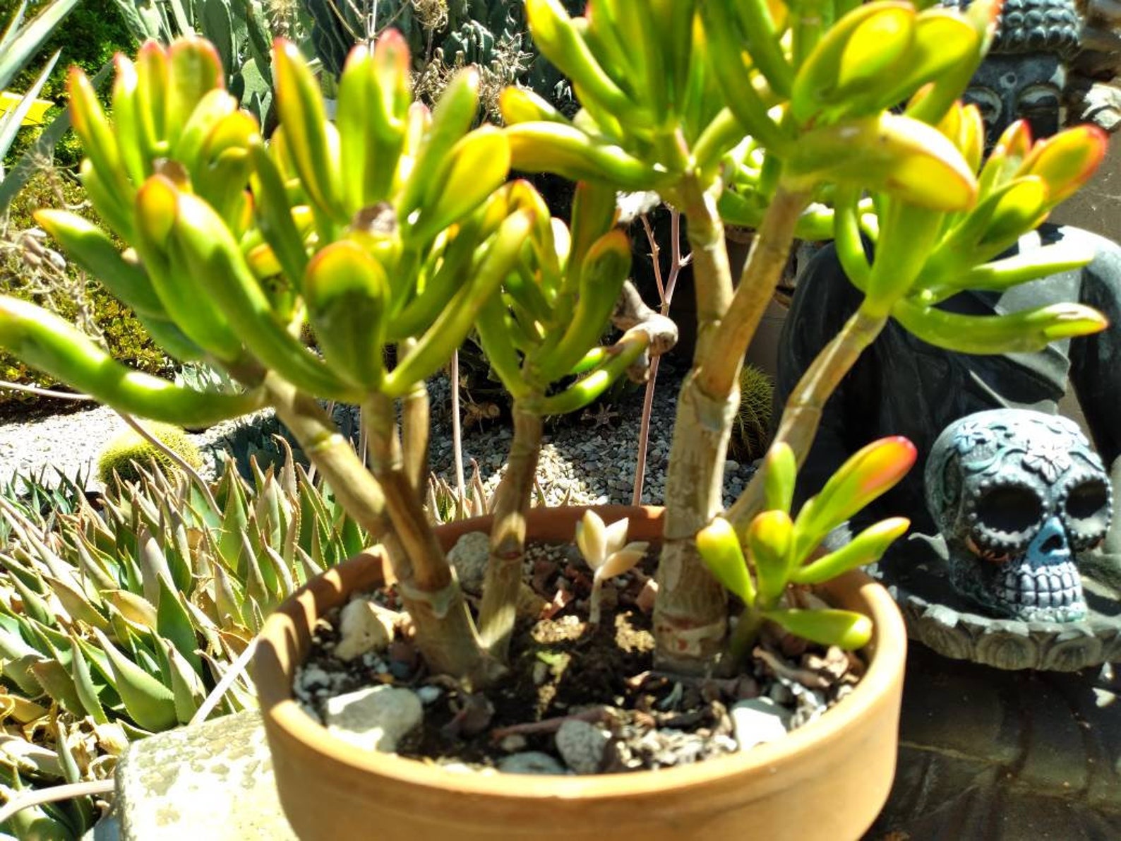 RAINBOW Jumbo Gollum Jade Bonsai Tree 12 tall Cluster Etsy