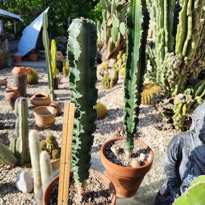 May include: Two tall, green cacti in terracotta pots are the focal point of this outdoor scene. A wooden ruler is placed next to one cactus. Other cacti and succulents are visible in the background, along with a stone Buddha statue.