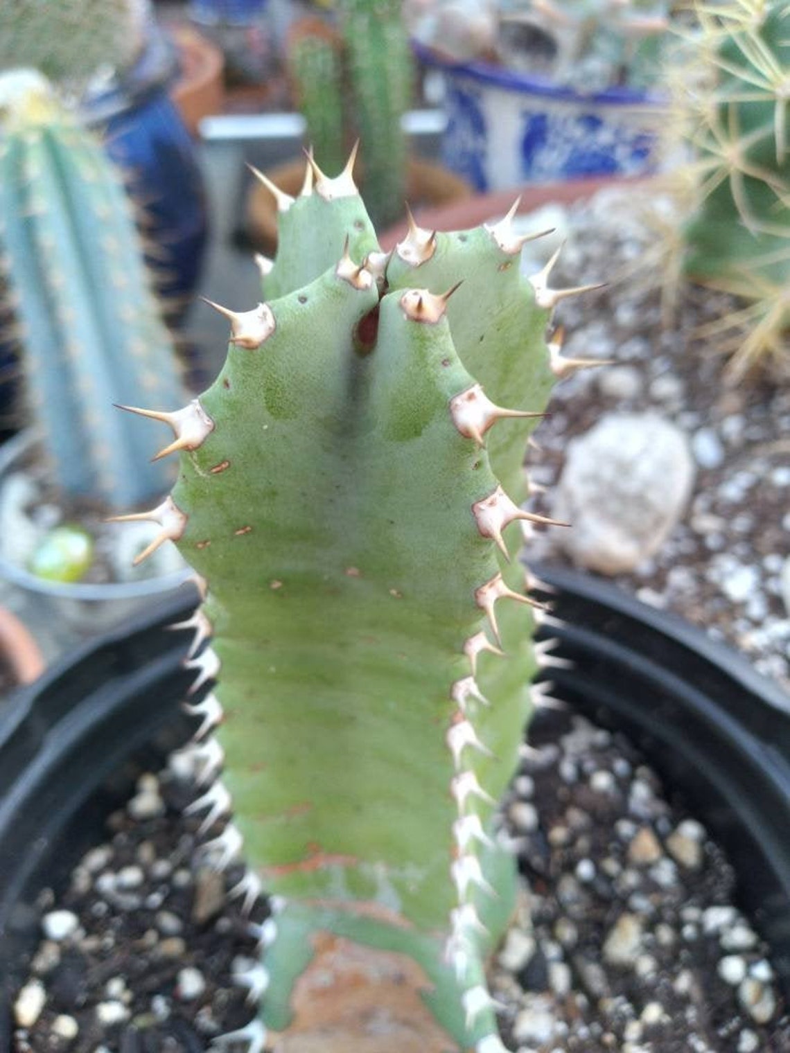 Moroccan Mound Milky Torch Cactus | Etsy